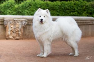 Samojed Everything Changes Carpathian White Smile