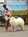 Samojed Faith Love & Hope Carpathian White Smile