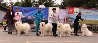 Samojed Faith Love & Hope Carpathian White Smile