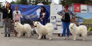 Samojed Faith Love & Hope Carpathian White Smile