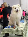 Samojed Faith Love & Hope Carpathian White Smile