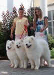 Samojed Faith Love & Hope Carpathian White Smile