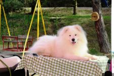 Samojed Faith Love & Hope Carpathian White Smile