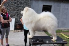 Samojed Faith Love & Hope Carpathian White Smile