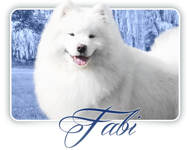 Samojed FLAME OF LOVE  Carpathian  White  Smile