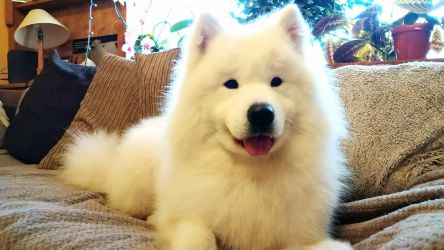 Samoyed Easy to Love Carpathian White Smile