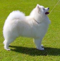 Samoyed Easy to Love Carpathian White Smile