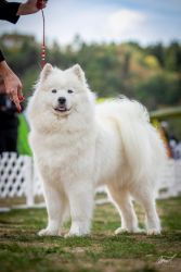 Samojed Everything Changes Carpathian White Smile