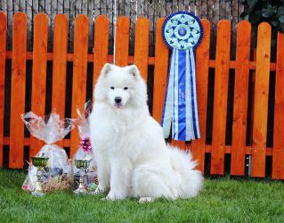 Samojed Everything Changes Carpathian White Smile