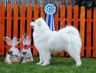 Samojed Everything Changes Carpathian White Smile