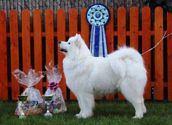 Samojed Everything Changes Carpathian White Smile