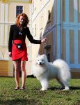 Samoyed Flame of Love Carpathian White Smile