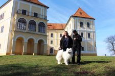 Samoyed Flame of Love Carpathian White Smile