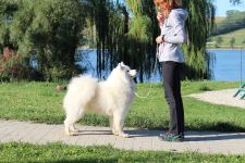 Samojed Flame of Love Carpathian White Smile