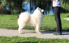 Samoyed Flame of Love Carpathian White Smile