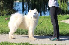 Samojed Flame of Love Carpathian White Smile