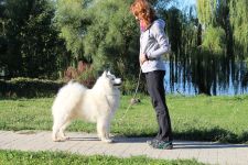 Samojed Flame of Love Carpathian White Smile