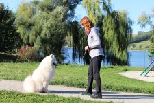 Samoyed Flame of Love Carpathian White Smile