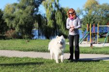 Samojed Flame of Love Carpathian White Smile