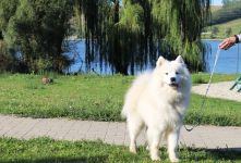 Samoyed Flame of Love Carpathian White Smile