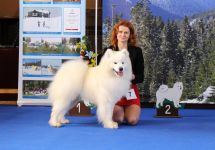 Samojed Flame of Love Carpathian White Smile