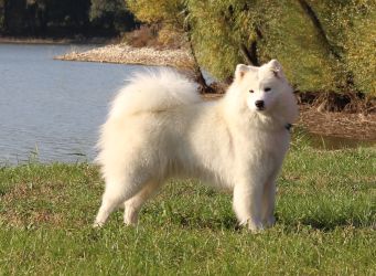 Samoyed Glamorous Miracle Carpathian White Smile