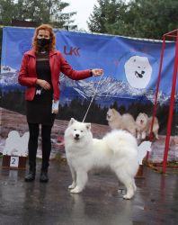 Samoyed Glamorous Miracle Carpathian White Smile