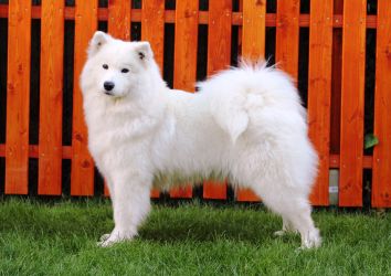 Samoyed Glamorous Miracle Carpathian White Smile