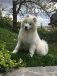 Samoyed Glamorous Jazz Carpathian White Smile