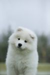 Samoyed Glamorous Jazz Carpathian White Smile