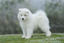 Samoyed Glamorous Jazz Carpathian White Smile