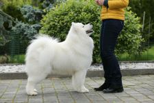 Samoyed Glamorous Jazz Carpathian White Smile