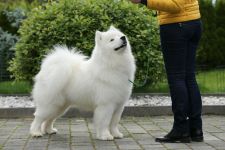 Samoyed Glamorous Jazz Carpathian White Smile