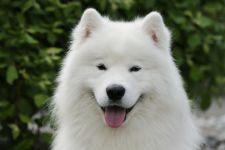 Samoyed Glamorous Jazz Carpathian White Smile