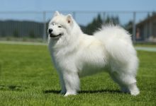 Samoyed Glamorous Jazz Carpathian White Smile