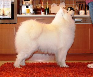 Samojed Great Choice Carpathian White Smile