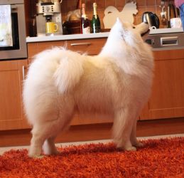 Samojed Great Choice Carpathian White Smile