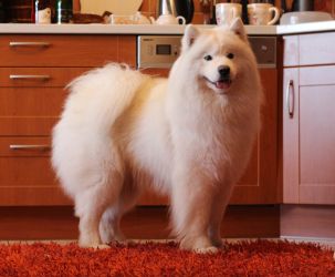 Samojed Great Choice Carpathian White Smile