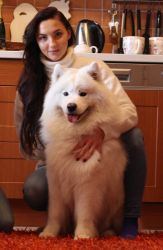 Samojed Great Choice Carpathian White Smile