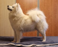 Samoyed Mishka na Severe Havana Nights