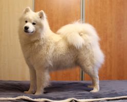 Samoyed Mishka na Severe Havana Nights