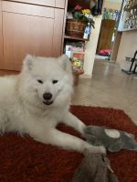 Samoyed Mishka na Severe Havana Nights