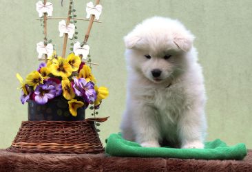 Samojed King of My HeartCarpathian White Smile