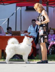 Samojed King of My HeartCarpathian White Smile