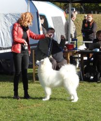 Samojed King of My HeartCarpathian White Smile