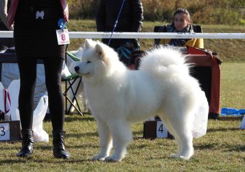 Samojed King of My HeartCarpathian White Smile