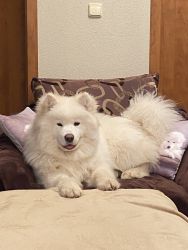 Samojed King of My HeartCarpathian White Smile