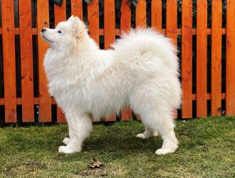 Samojed King of My HeartCarpathian White Smile