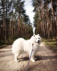 Samojed Great Choice Carpathian White Smile