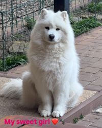 Samoyed Odysea Carpathian White Smile